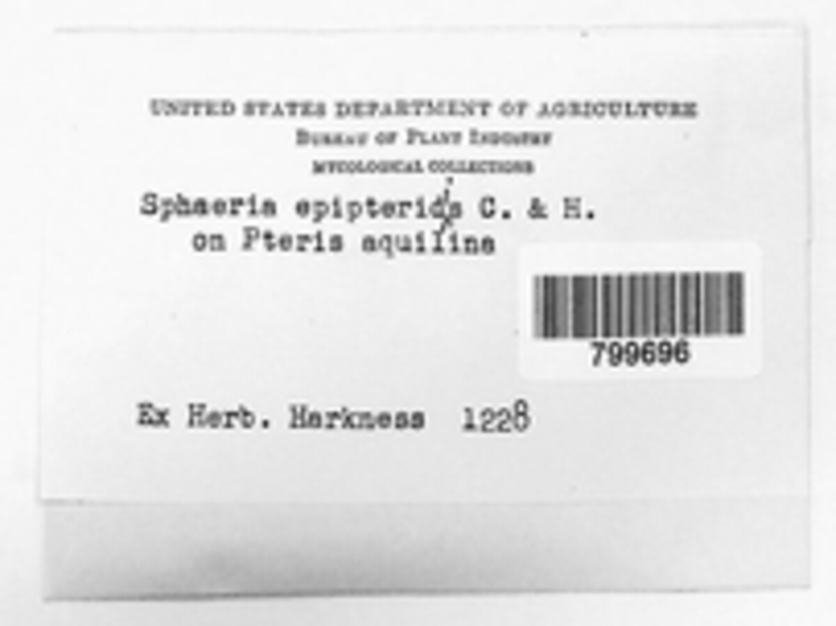 Sphaeria epipteridea image